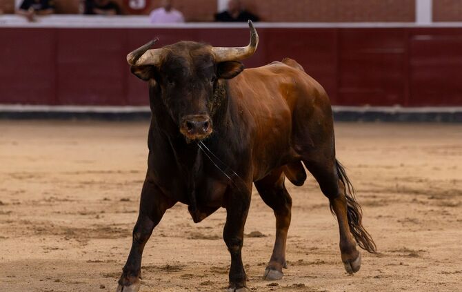 Stierkampf in Spanien