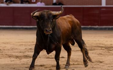 Stierkampf in Spanien