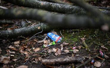 Baum umgestürzt - Drei Tote bei Flensburg