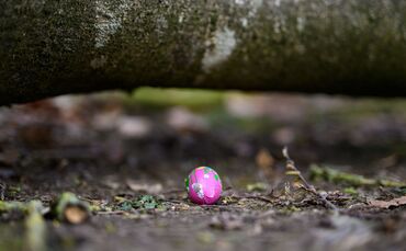 Baum umgestürzt - Drei Tote bei Flensburg