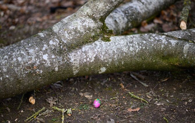 Baum umgestürzt - Drei Tote bei Flensburg