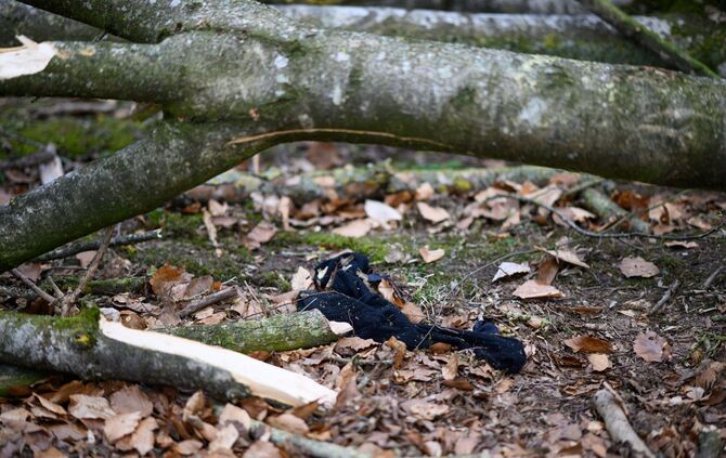 Baum umgestürzt - Drei Tote bei Flensburg