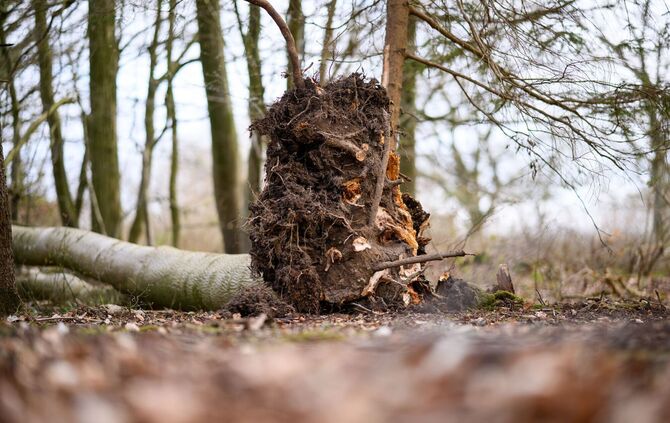 Baum umgestürzt - Drei Tote bei Flensburg