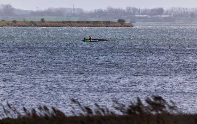 Buckelwal liegt weiter in Wismarbucht