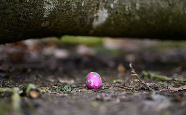 Baum umgestürzt - Drei Tote bei Flensburg