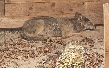 Hamburger Wolf in Tierauffangstation