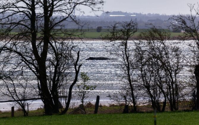 Buckelwal liegt weiter in Wismarbucht