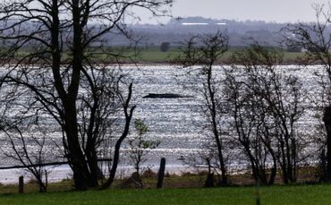 Buckelwal liegt weiter in Wismarbucht