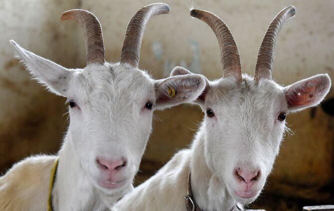Unbekannte haben bei Mühlacker drei Ziegen auf einer Weide geschlachtet. (Symbolbild)