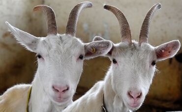 Unbekannte haben bei Mühlacker drei Ziegen auf einer Weide geschlachtet. (Symbolbild)