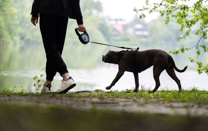 Ein Pitbull soll sich in Mannheim losgerissen und einen Mann mit seinem Hund angefallen haben. (Symbolbild)