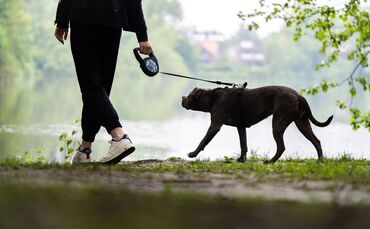 Ein Pitbull soll sich in Mannheim losgerissen und einen Mann mit seinem Hund angefallen haben. (Symbolbild)