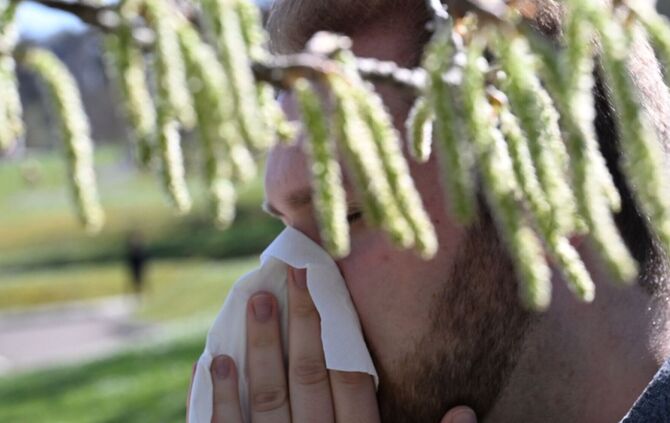 Birkenpollen sind nun auf dem Saisonhöhepunkt. (Symbolbild)
