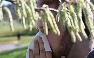 Birkenpollen sind nun auf dem Saisonhöhepunkt. (Symbolbild)