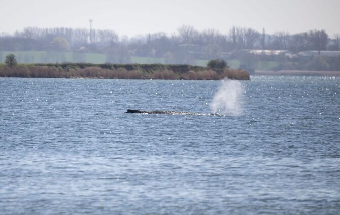 Gestrandeter Buckelwal in Wismarbucht