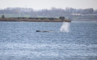 Gestrandeter Buckelwal in Wismarbucht
