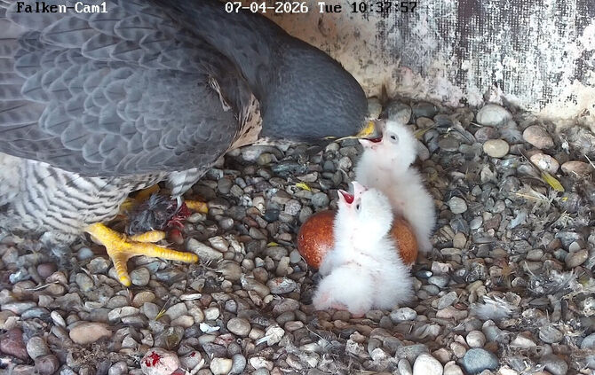 Die ersten Küken sind geschlüpft. Ob wohl weitere folgen?