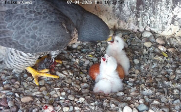 Die ersten Küken sind geschlüpft. Ob wohl weitere folgen?