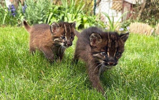 Nachwuchs bei Asiatischen Goldkatzen