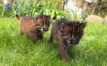 Nachwuchs bei Asiatischen Goldkatzen