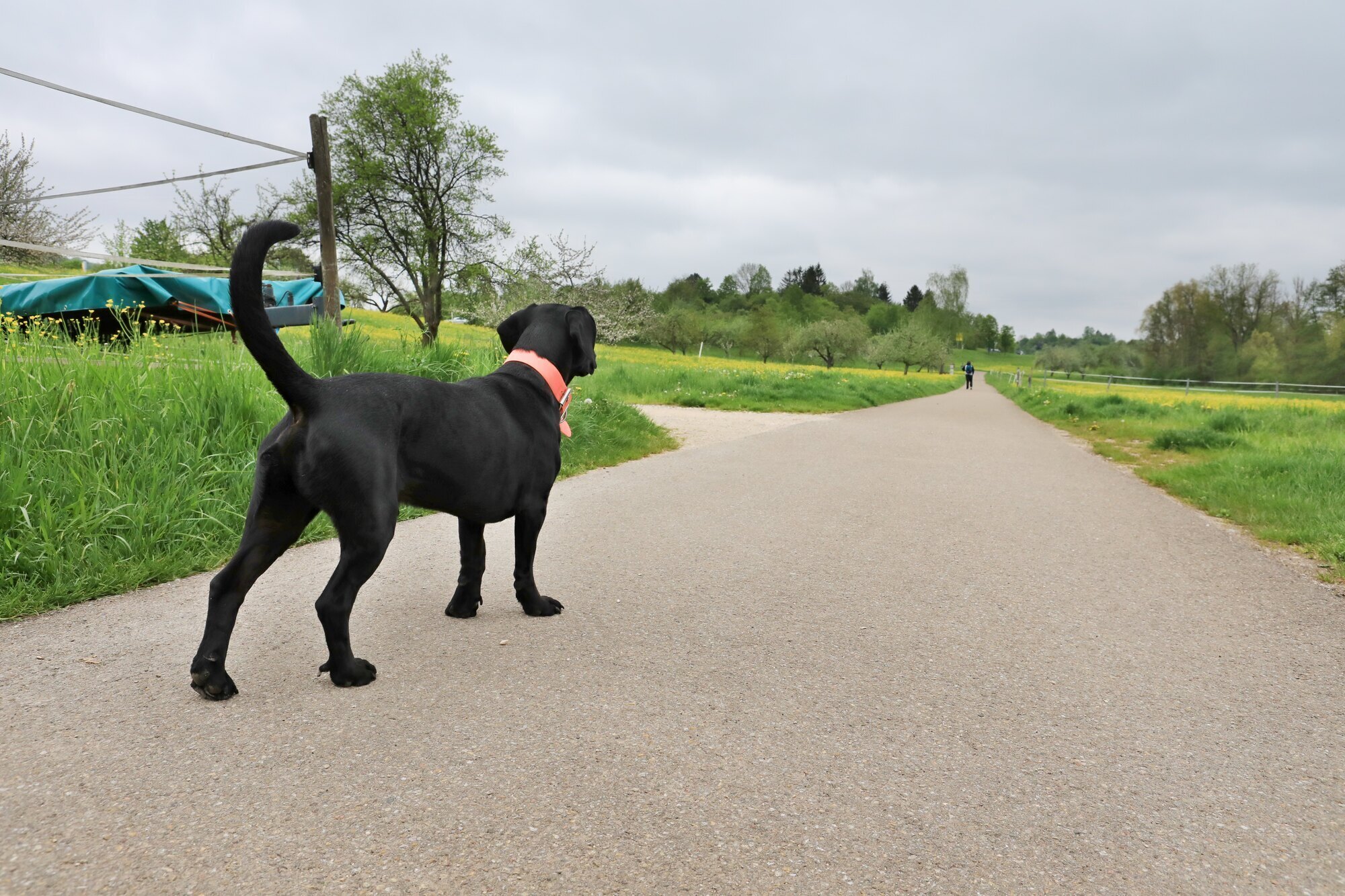 Dogs on a leash, even in forests and meadows? What Kaisersbach thinks of ...