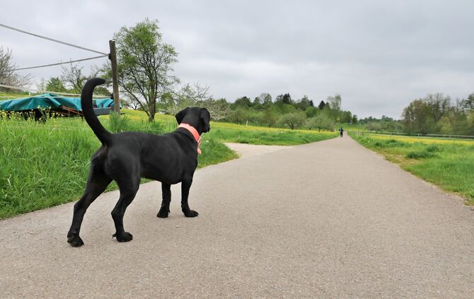 Hunde ohne Leine außerhalb des Orts - nicht allen gefällt das.
