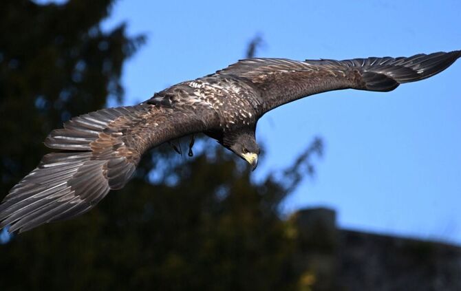 Seeadler Romeo wird vermisst