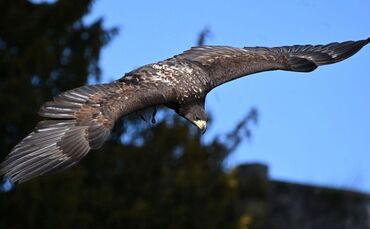 Seeadler Romeo wird vermisst