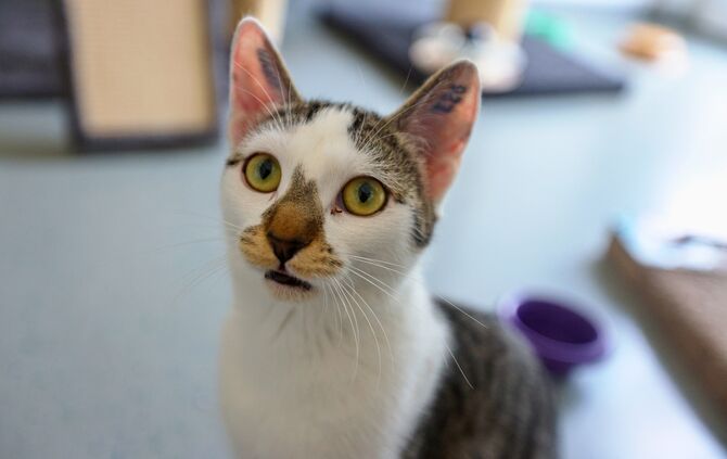 Viele Katzen, die in Tierheimen landen, sind kastriert, geschweige denn gechippt und registriert (Symbolbild).