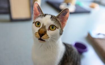 Viele Katzen, die in Tierheimen landen, sind nicht kastriert, geschweige denn gechippt und registriert (Symbolbild).