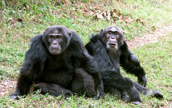 Kriegsartige Konflikte unter Schimpansen