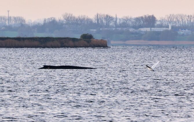 Buckelwal liegt weiter in Wismarer Bucht