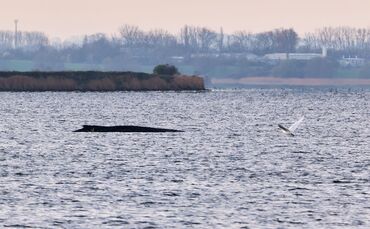 Buckelwal liegt weiter in Wismarer Bucht