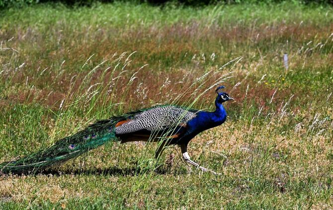 Ein Pfau stolzierte in Lahr vor Autofahrern über die Straße. (Symbolbild)