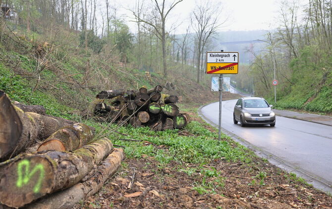 Nach dem tödlichem Baumsturz ist die Klinglestalstraße bei Neustadt wieder frei. Viele Bäume wurden gerodet.