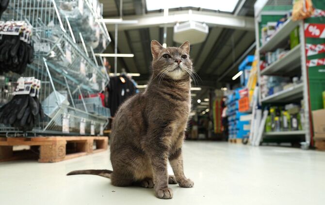 Katze "Lotti" lebt in Baumarkt