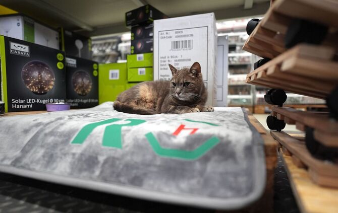 Katze "Lotti" lebt in Baumarkt