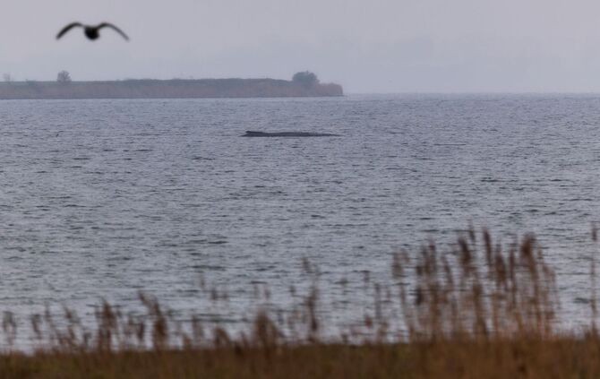Buckelwal liegt weiter in Wismarer Bucht