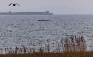 Buckelwal liegt weiter in Wismarer Bucht