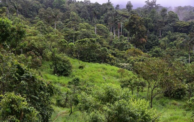 Hoffnung für gerodete Regenwald-Flächen