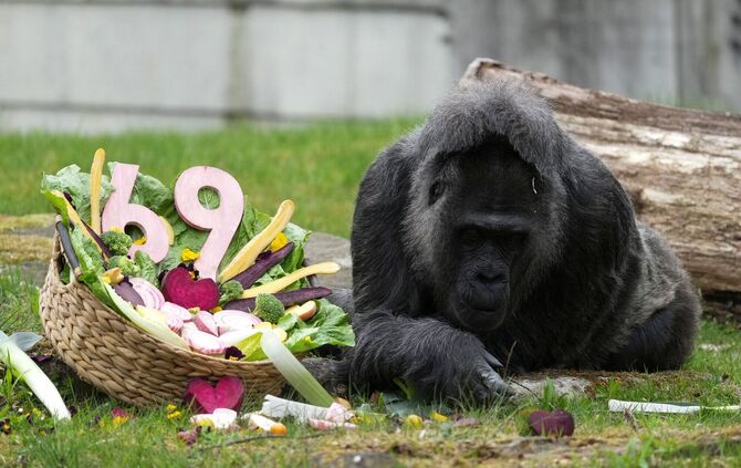 69. Geburtstag der Gorilla-Dame Fatou im Berliner Zoo
