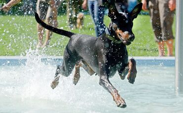 Dobermann-Hund