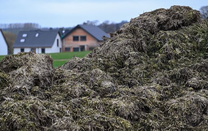 Ein Misthaufen entpuppte sich als unerwarteter Freund der Polizei. (Symbolbild)