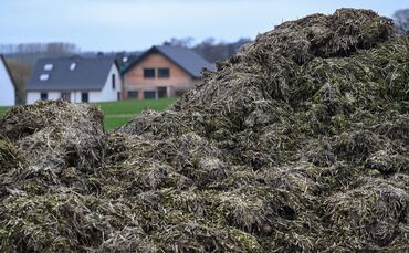 Ein Misthaufen entpuppte sich als unerwarteter Freund der Polizei. (Symbolbild)