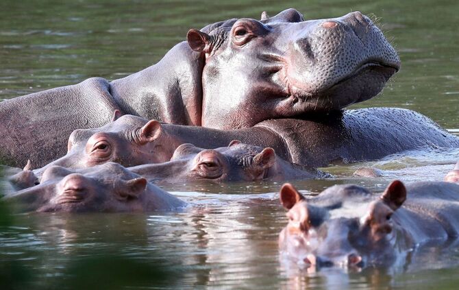 Invasive große Tiere in Seen: Jede zweite Art macht Probleme