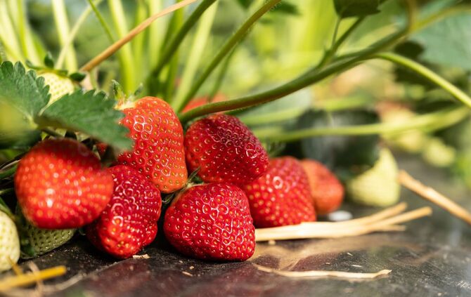 Die Preise lasssen sich noch nicht sicher abschätzen.