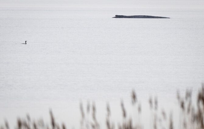Seit dem 31. März liegt der Buckelwal in etwa 1,50 Meter Wassertiefe vor Poel.