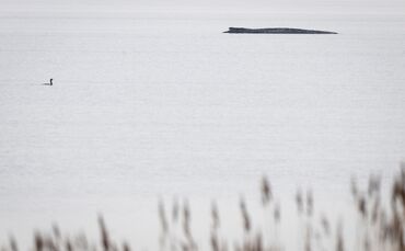 Seit dem 31. März liegt der Buckelwal in etwa 1,50 Meter Wassertiefe vor Poel.