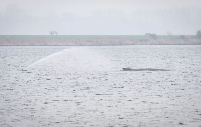 Gestrandeter Buckelwal vor Poel