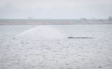 Gestrandeter Buckelwal vor Poel